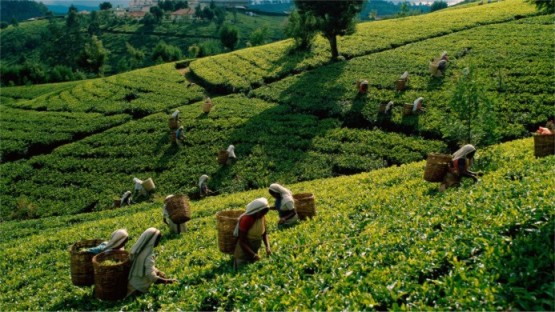 Чай на Шри-Ланке по традиции собирают только женщинв